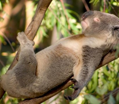 Власти Австралии уничтожили около 700 коал