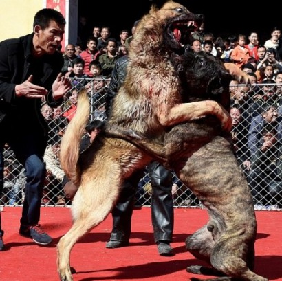 Forced to fight to the death: The cruel dogfights in northern China that organisers insist are just 'entertainment՛