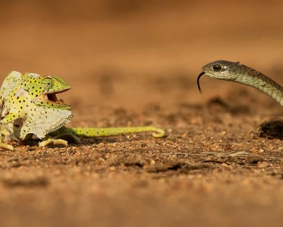 Փոքրիկ քամելեոնի ու թունավոր հսկա օձի անհավասար մենամարտը