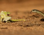 Battle Between a Boomslang Snake and a Flap-Necked Chameleon