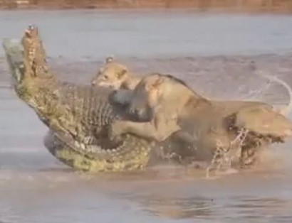Крокодил сразился с львиным прайдом из-за трупа слона