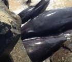 12 pilot whales die in mass stranding in Western Australia