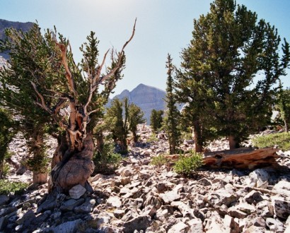 How One Man Accidentally Killed the Oldest Tree Ever