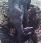 A mother never forgets: Elephant spends 11 hours desperately trying to pull her baby free from muddy well – before villagers lend her a helping hand
