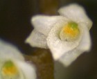 World's smallest orchid flower discovered in Brazil