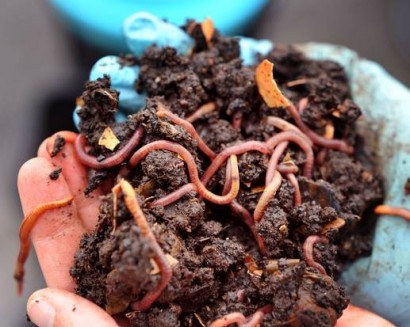 Earthworms rain down from skies over Norway, puzzling scientists