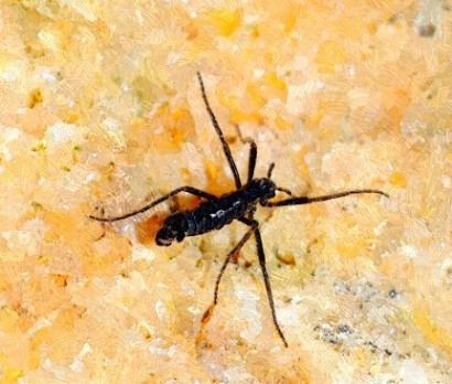 Անթև մոծակ՝ Անտարկտիդայի միակ միջատը