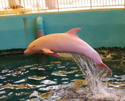 Уникальный белый дельфин меняет цвет, когда злится или смущается