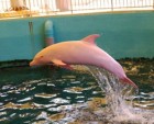 The dolphin who turns PINK when he's angry or sad: Mammal baffles scientists by blushing when he gets emotional
