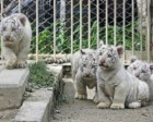 All paws on deck! White tiger cub brothers rescue sibling after he falls into pool