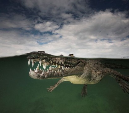 Spectacular Half Underwater Photography By Matty Smith