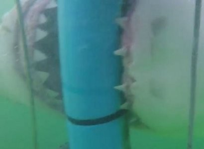 Атака гигантской акулы стала интернет-хитом
