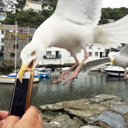 Help! Seagull’s nicked my fly phone