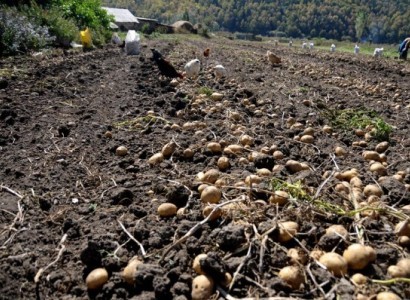 Министерство сельского хозяйства РА советует ускорить сбор урожая