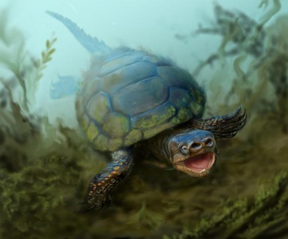 Ученые нашли черепаху с поросячьим носом