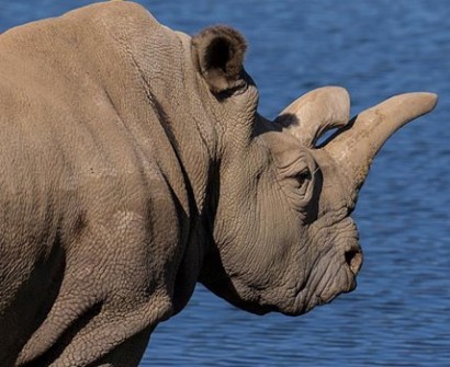There are now only three northern white rhinos left on the planet