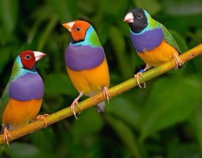 Гульдова амадина – одна из самых ярких и красивых птиц