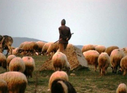 От выстрела противника погиб пастух