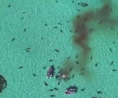 70 Tiger Sharks partying eating a whale dead in shark Bay