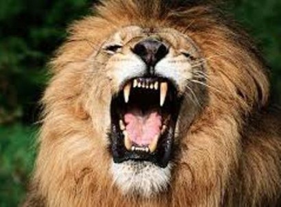 Рёв льва можно услышать на расстоянии 8 км