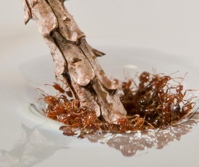 Муравьи в воде создают непотопляемый «муравьиный плот»