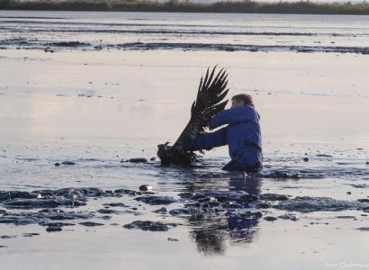 Рискуя собственной жизнью, фотограф вытащил из болота орла