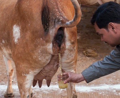 Why do Hindus drink cow urine? Is there any scientific evidence regarding its utilty?