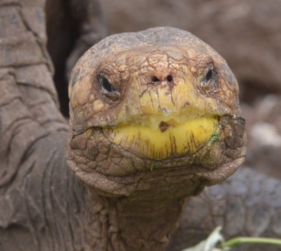 Любвеобильный самец галапагосской черепахи в одиночку спас свой вид от вымирания