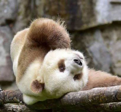 Panda Olunca Siyah Beyazsın Sanıyorlar! İşte Size Dünya'nın Tek Kahverengi Pandası: Qizai