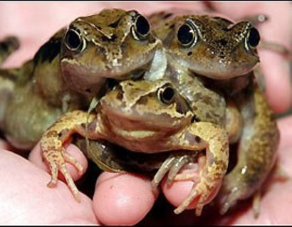 3-Headed Frog Found