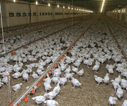Из-за "птичьего гриппа" в Японии уничтожают сотни тысяч кур и уток