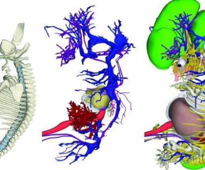 Ученые завершили работу над 3D-атласом эмбриологии человека