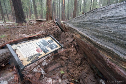 В Калифорнии упала знаменитая секвойя с тоннелем в стволе
