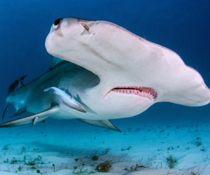Открыт новый вид акулы-молота