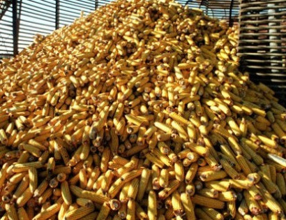 Scientists have warned about the threat of extinction of the corn