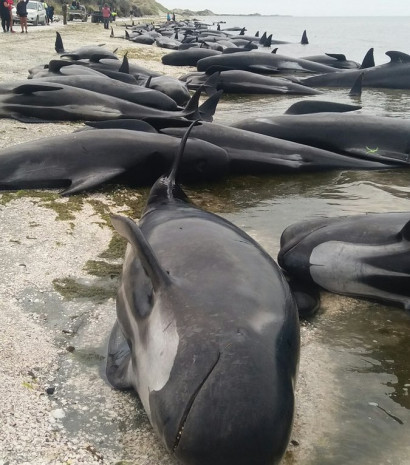 В Новой Зеландии 416 китов выбросились на берег