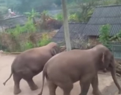 Голодные слоны напали на китайскую деревню