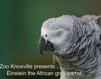 Einstein the parrot nails some impressions on his face