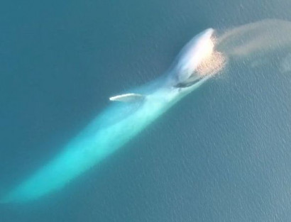 Дрон заснял охоту огромного синего кита