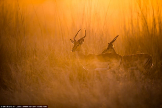 Backlit Wildlife Photography