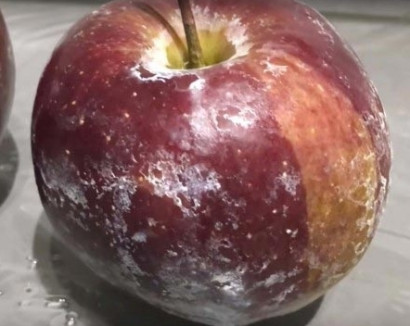 Ինչ է տեղի ունենում վաճառասեղանից ժպտացող խնձորի հետ, երբ նրա վրա եռման ջուր են լցնում