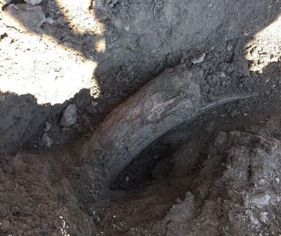 В Якутии мужчина нашел в огороде бивни мамонта возрастом 400 тысяч лет