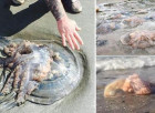 Пляжи Великобритании оккупировали гигантские медузы