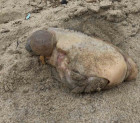 Странное существо нашли на пляже в Калифорнии