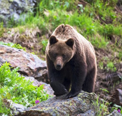 Elderly Japanese fought off the attack of a bear with karate