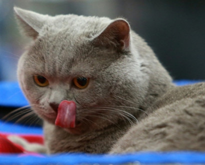 В Омске 40 кошек обглодали своего хозяина-пенсионера
