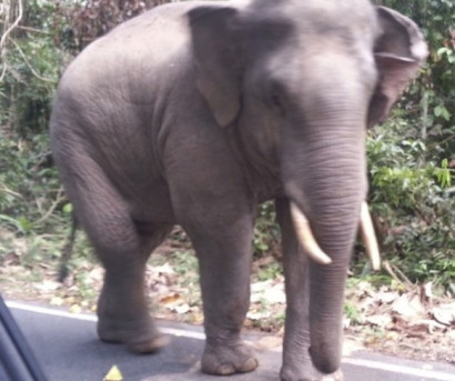 В Индии застрелили слона-убийцу