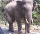 Serial-killer elephant shot dead in India