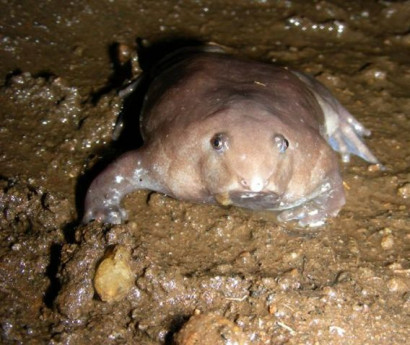 New Purple Pig-Nose Frog Found in Remote Mountains
