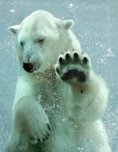 Почему полярные животные не отмораживают лапы на льду